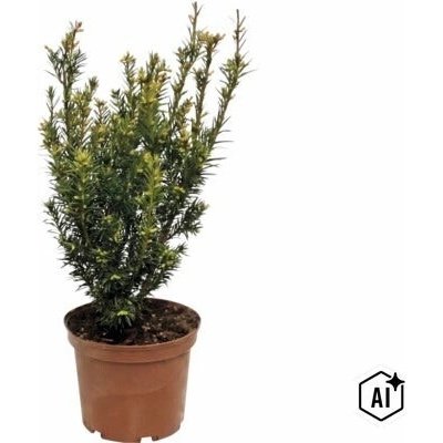 Tis obyčajný FloraSelf Taxus baccata 'Westerstede' výška 30-40 cm kvetináč 3 l