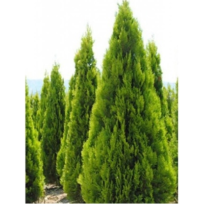Thuja orient. 'Pyramidalis Aurea' 20-30 C2L