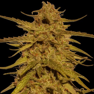 Barney´s Farm Pineapple Haze regular semienka neobsahujú THC 10 ks