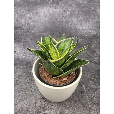 Sansevieria Hahnii Superba