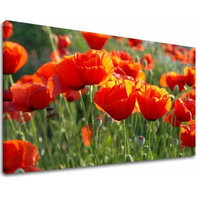 Obraz na stenu KVETY MAKY - 30x40