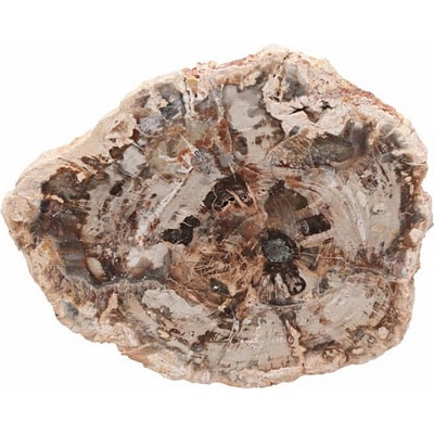 Nefertitis Zkamenělé dřevo leštěný řez 34 NF63920 - cca 12 x 10 cm, 312 g