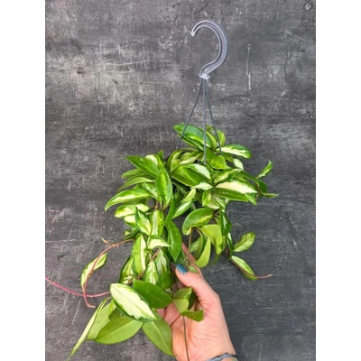 Hoya Carnosa Tricolor závěs 14 cm (Voskovka s nádherným zbarvením)