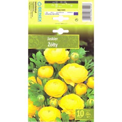 Seklos Лютиче Жълто Ranunculus - 10 бр луковици