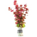Rotala macrandra
