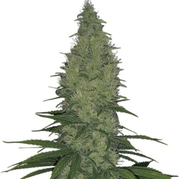 Serious Seeds Serious Happiness regular semena neobsahují THC 11 ks