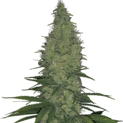 Serious Seeds Serious Happiness regular semena neobsahují THC 11 ks