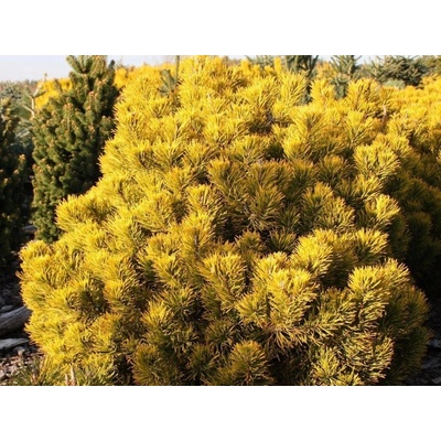 Borovice kleč Dezember Gold (kontejner C5)
