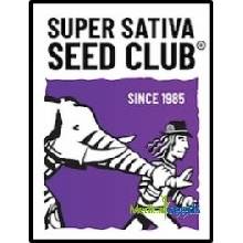 Super Sativa Seed Club Strawberry Chemdawg OG semena neobsahují THC 3 ks