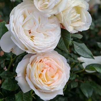 Meilland® Роза Camille Claudel® (Meilland)