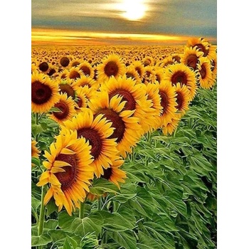 Image 1 of Поле от слънчогледи 24/34 см