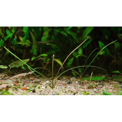 Cryptocoryne tonkiensis