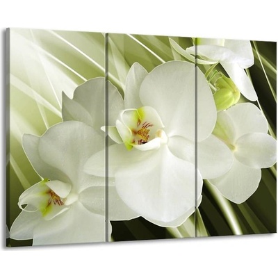 Moderní obrazy bílá orchidej plátno 3 90x60