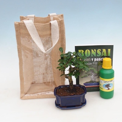 e-bonsai Pokojová bonsai v dárkové tašce - JUTA Carmona-čaj fuki