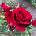 Роза Royal Red® - Kordes®