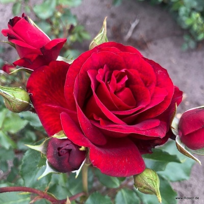 Роза Royal Red® - Kordes®