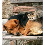 DIMEX ART Флизелинов фототапет котка и куче 225 x 250 см