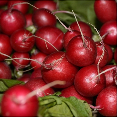 Reďkovka Primara F1 - Raphanus sativus - semená reďkovky - 200 ks