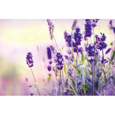 DIMEX ART Флизелинов фототапет лавандулово поле 375 x 250 см