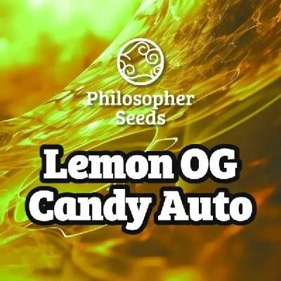 Philosopher Seeds Lemon OG Candy Auto semena neobsahují THC 3 ks