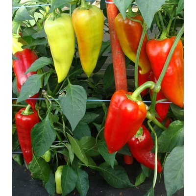 Paprika hybridná Beja F1 - Capsicum annuum - Semiačka - 10 ks