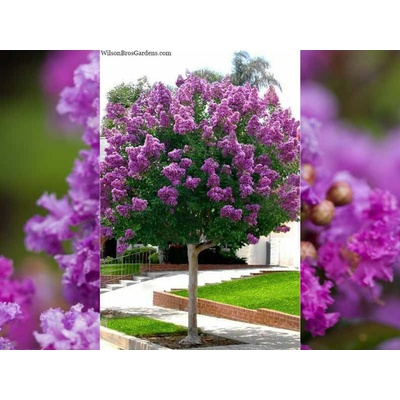 Myrta krepová Violacea Grassi na 150-170 cm kmienku, výška 200-220 cm, kvetináč 9 l