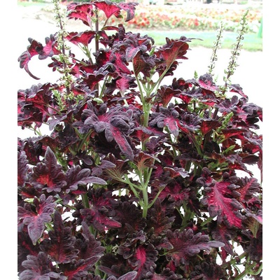 Africká kopřiva Wizard Black Dragon - Coleus blumei - osivo africké kopřivy - 30 ks