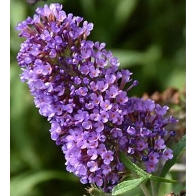 Buddleja cul. 'Summer Bird® Blue' Prodejní velikost: 020/030, Velikost hrnku: 3 l – Hledejceny.cz