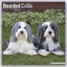 Bearded Collie 16-Monats 2024