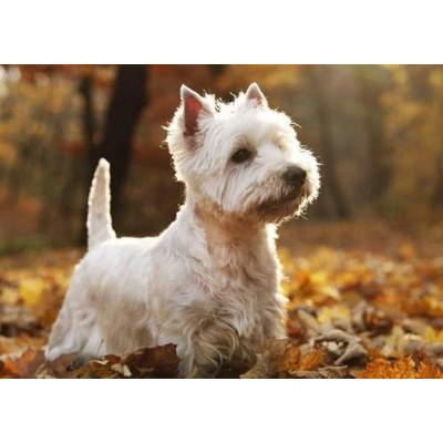 (B) 3D pohľadnica Biely terrier