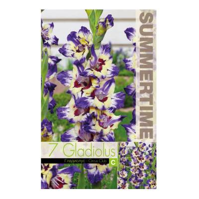 Seklos Гладиоли Circus Club Gladiolus L - 7 бр луковици