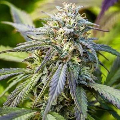 PowerStrains Afghan Kush AUTO semenana neobsahují THC 5 ks