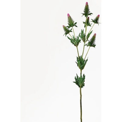 KS ERYNGIUM ZELENO-RUŽ. 90CM SUPER CENA!