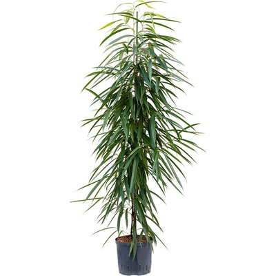Ficus binnendijkii 'Alii'i Tuft 22/19 v.140 cm