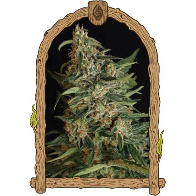 Exotic Seeds Green Gummy semena neobsahují THC 5 ks