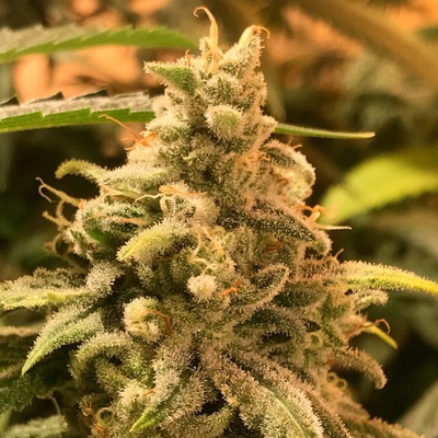 R-Kiem Seeds Deadcheese semienka neobsahujú THC 10 ks