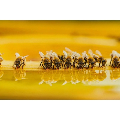 BeeScience Sirup IdealBee Optimal 1 kg