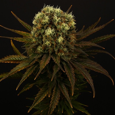 Propaganja Seeds Diamante Citron Auto semienka neobsahujú THC 5 ks