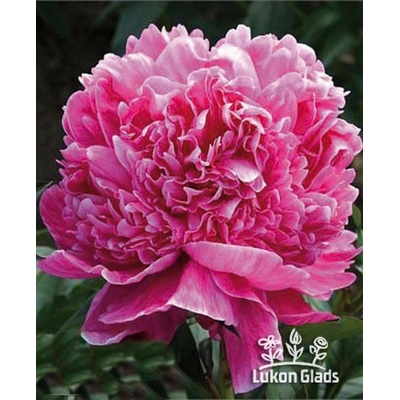 Paeonia BARBARA - pivoňka