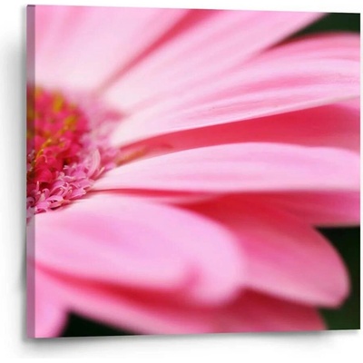 Sablio Obraz Růžová gerbera - 110x110 cm