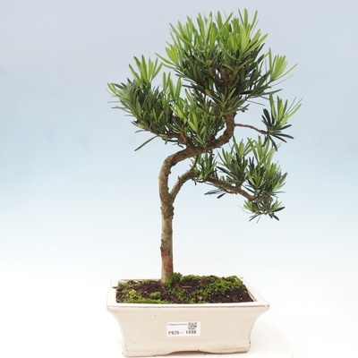 nursery bonsai near me Bonsai Tree Bundle main image 0
