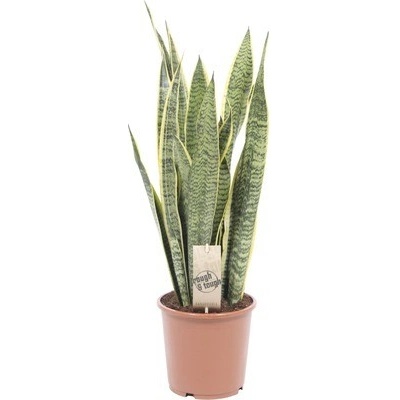Tchýnin jazyk, tenura FloraSelf Sansevieria trifasciata 'Laurentii' výška 50-60 cm květináč Ø 17 cm