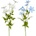 KS CLEMATIS 89cm 2F