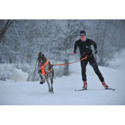 Non-stop dogwear Loype belt pro L