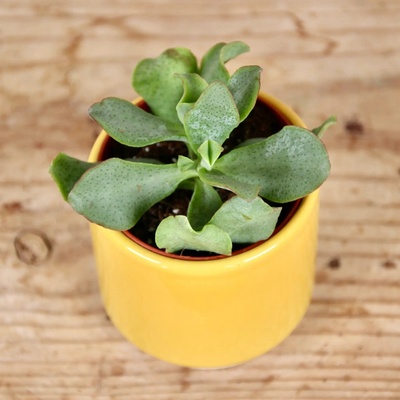 Crassula Undilatifolia baby