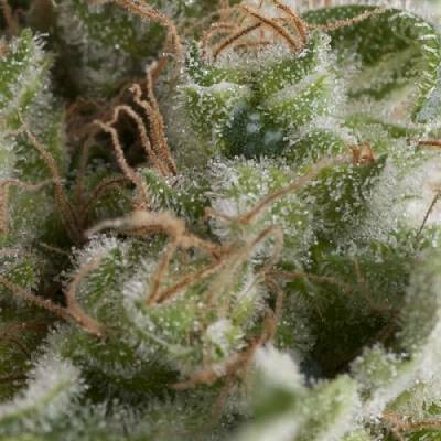 Pyramid Seeds AUTO American Pie semena neobsahují THC 1 ks