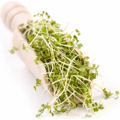 Biomiska Brokolica BIO semienka na klíčenie - 10 g
