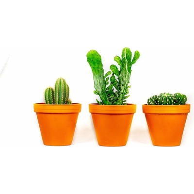 Gardners Kaktus mix, průměr 8,5 cm