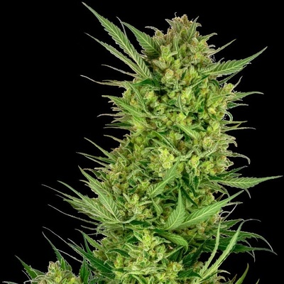 Sensi Seeds Research Buttercream Gelato semienka neobsahujú THC 1 ks