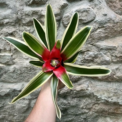 Neoregelia - Flandria